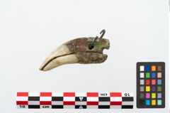 Foto von Bärenzahnanhänger (NHMW-PRAE-025355)